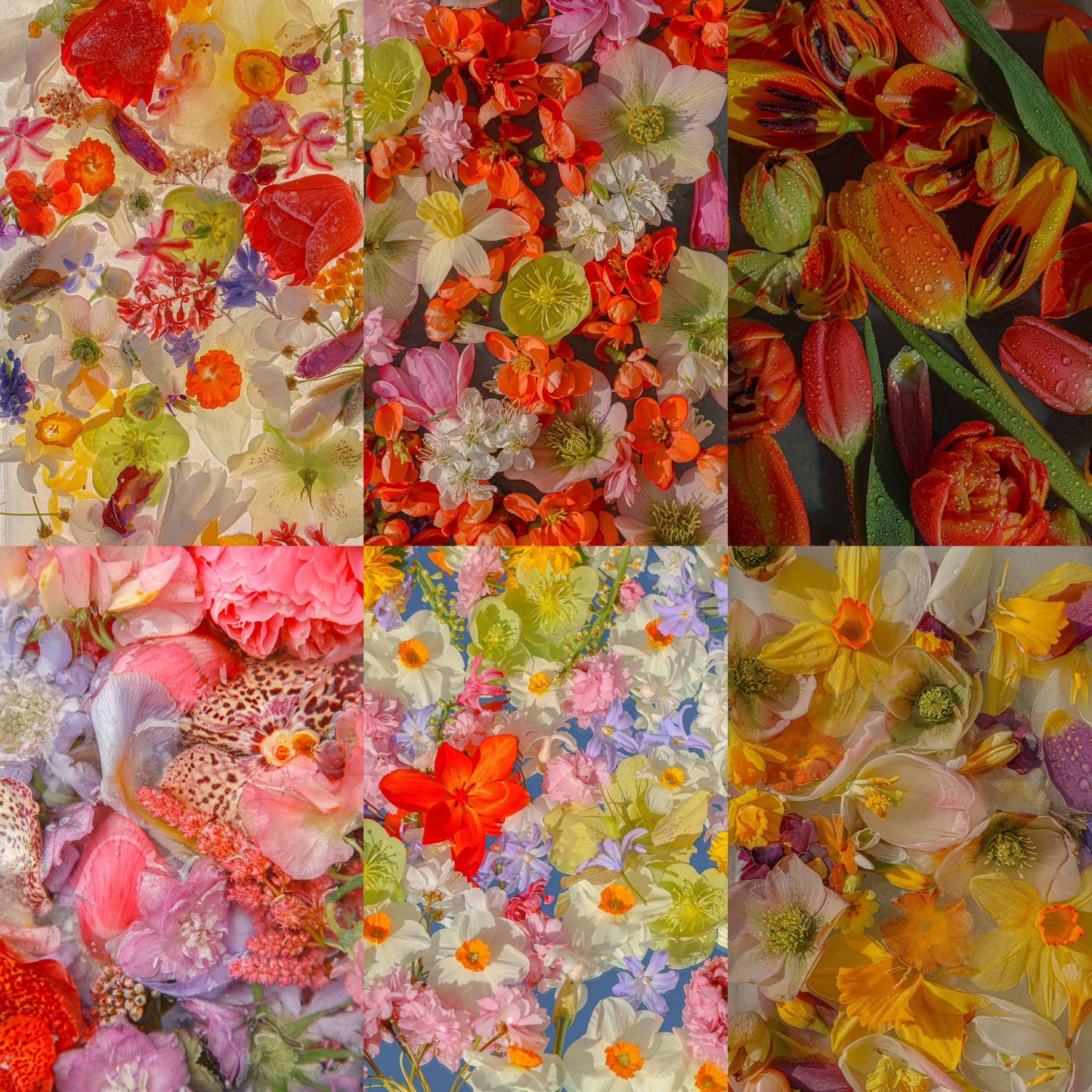 Digital Wallpaper package. Spring Flowers