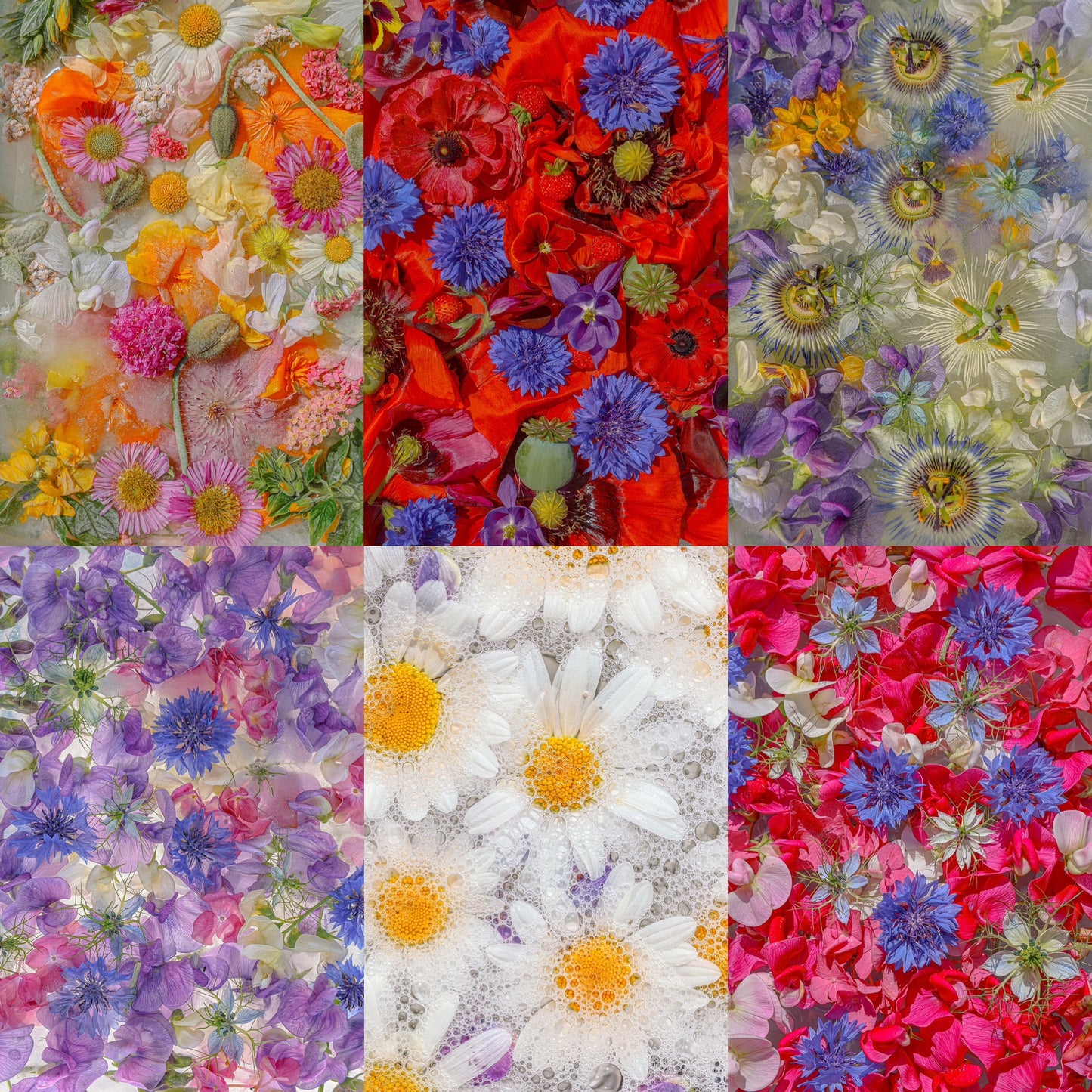 Digital Wallpaper package. Petals Edition 🌻