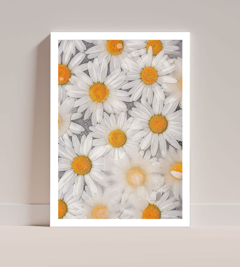 Daises