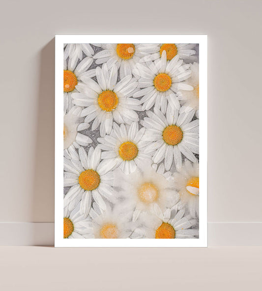 Daises
