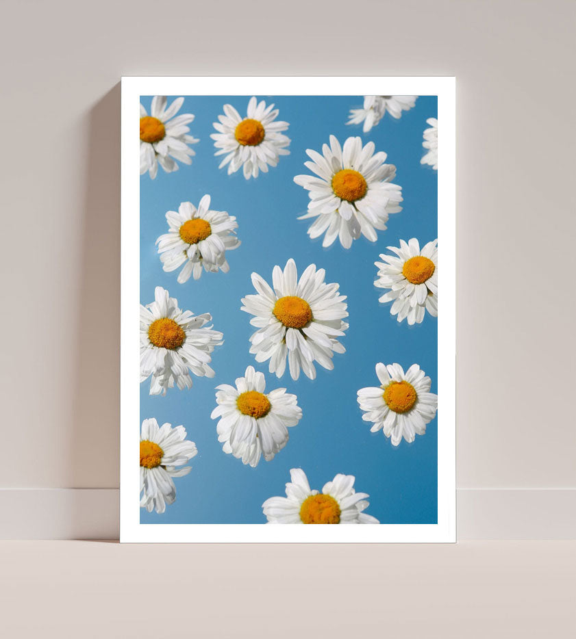 Floating Daisies