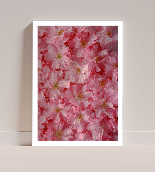 Cherry Blossom