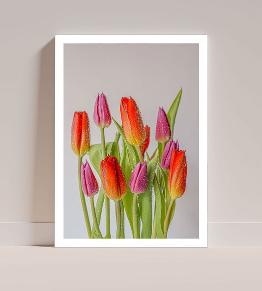 Tulips