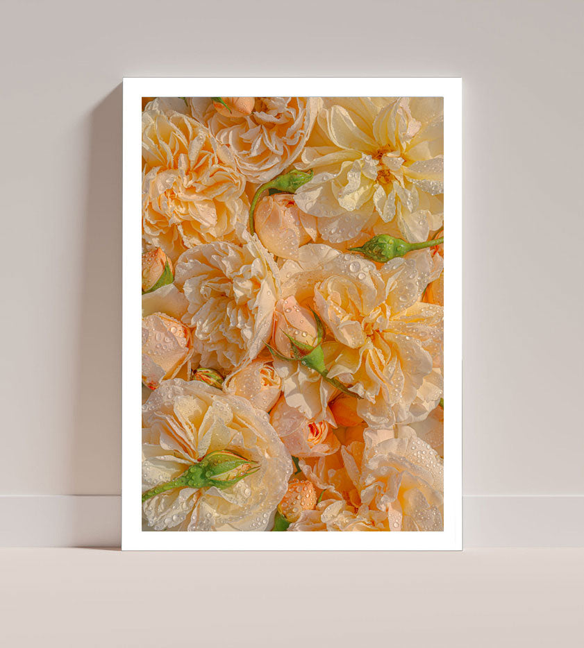 Summer Roses *Limited Edition